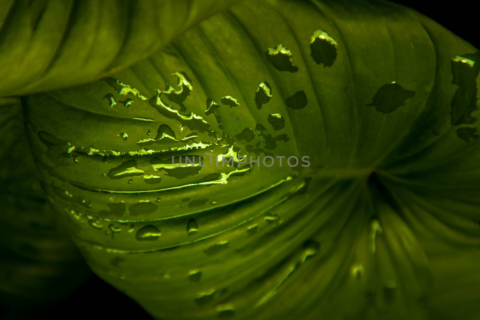 Beautiful green leaves pattern for nature concept. Homalomena rubescens kunth (King of Heart) for Araceae family. Nature background, Foliage nature. Selective focus.