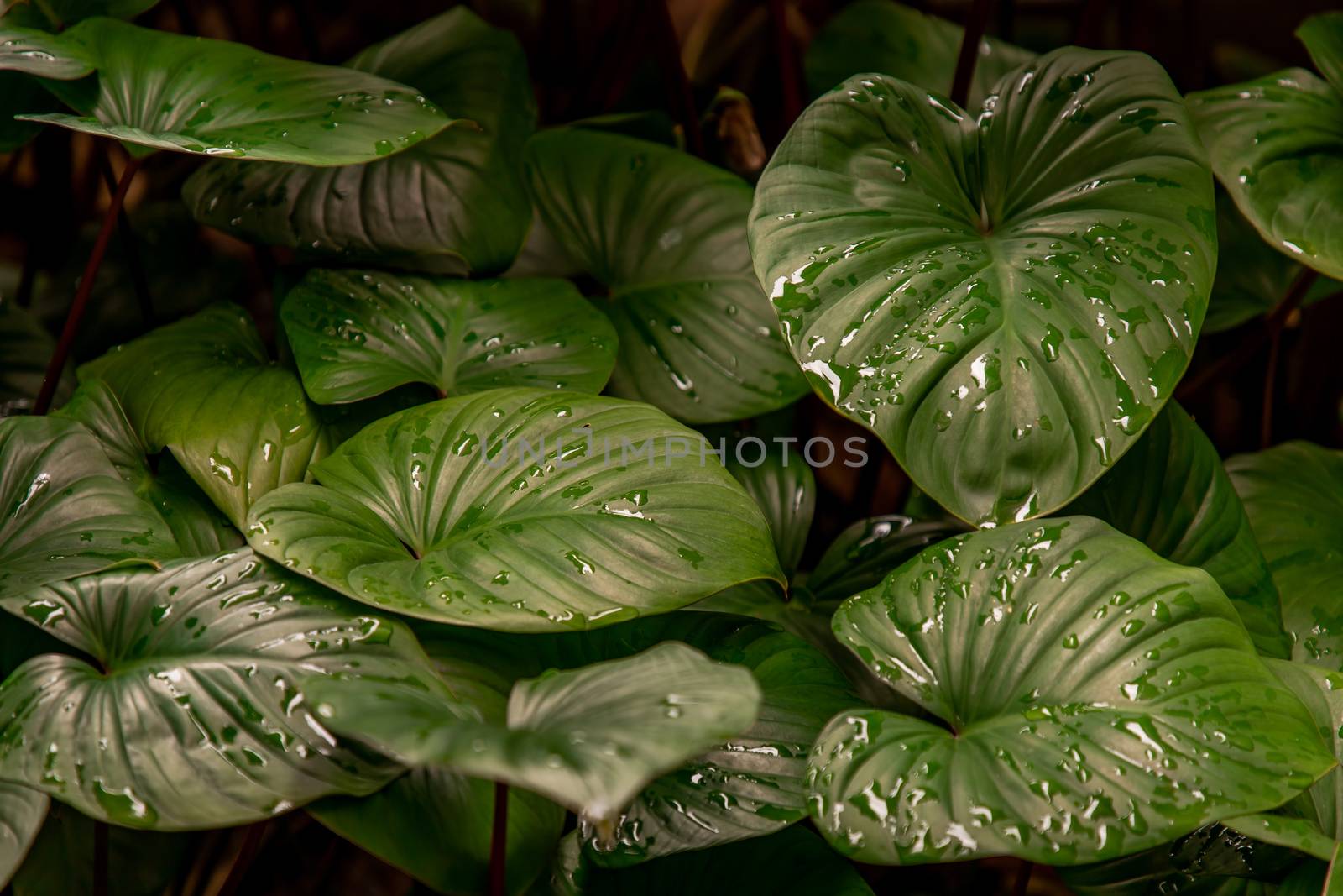 Beautiful green leaves pattern for nature concept. Homalomena rubescens kunth (King of Heart) for Araceae family. Nature background, Foliage nature. Selective focus.