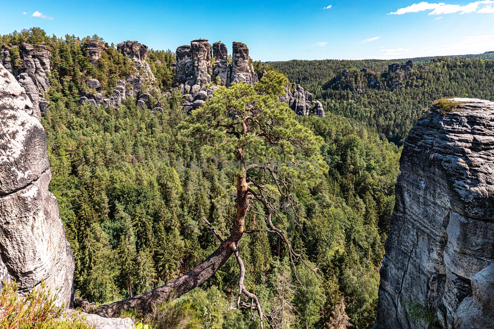 Bastei, a tree growing in a gorge between rocks. Bastei, Saxon Switzerland National Park near Dresden, Germany