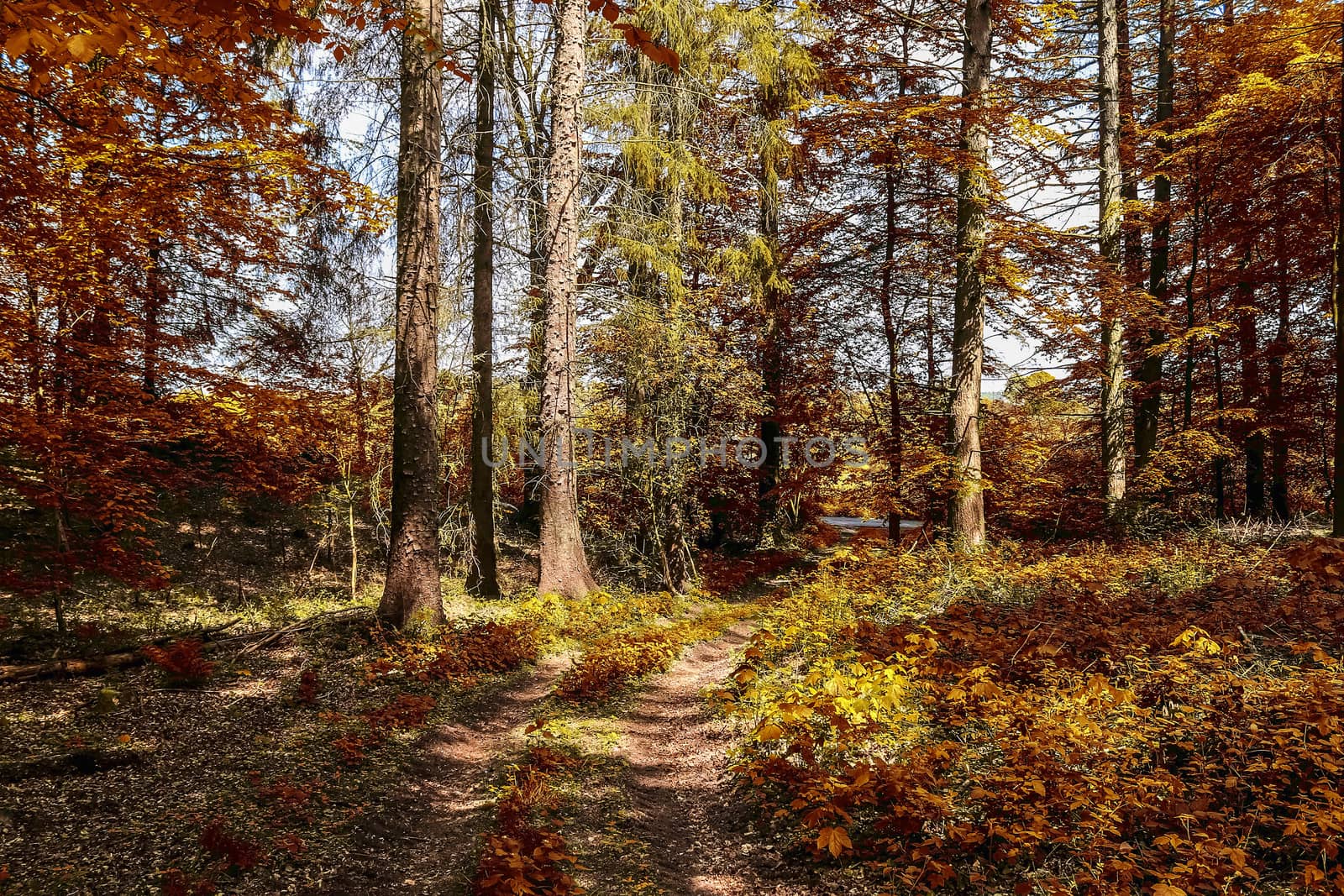 Beautiful panorama view on a golden autumn landscape in the middle of october