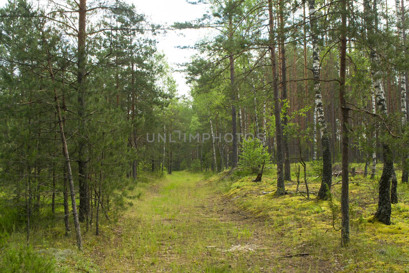Natural deep forest road in summer day, landscape in Belarus
