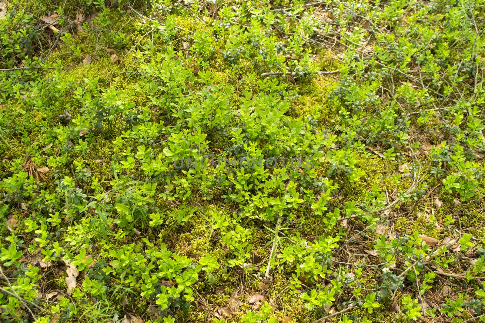 Beautiful background with green lingonberry leaves. Cranberry forest in Belarus in summer day