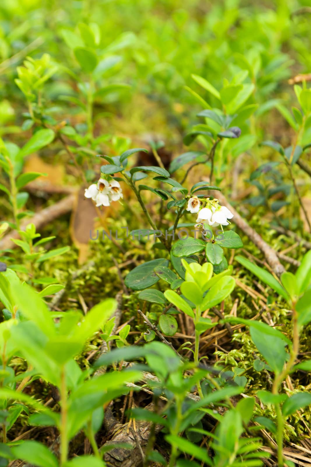 pale flowers close up on lingonberry leaves background, summer forest day in Belarus