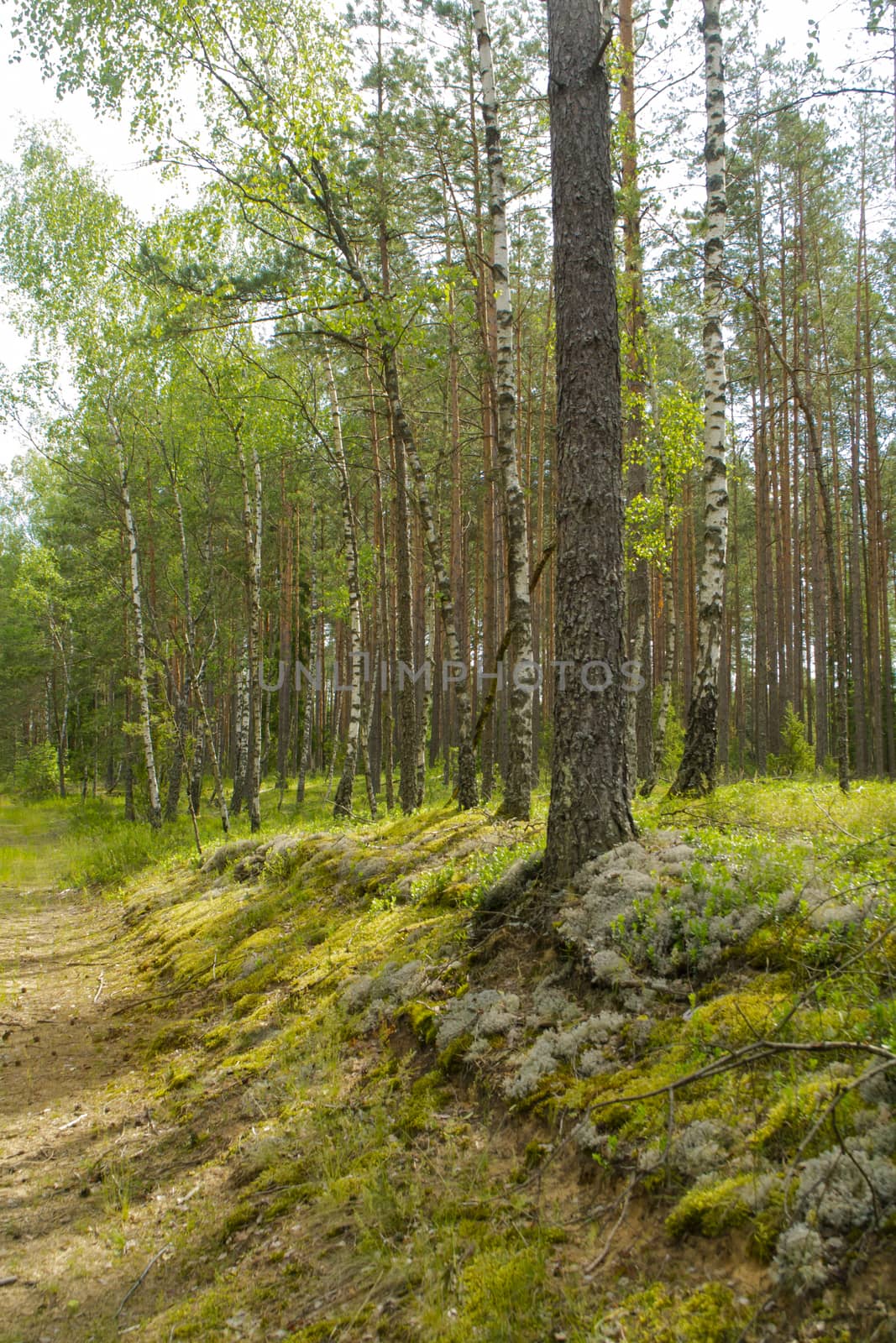 Summer green mushroom forest landscape in the morning in Belarus. Natural woodland, mixt forest with pine and birch trees, vertical image