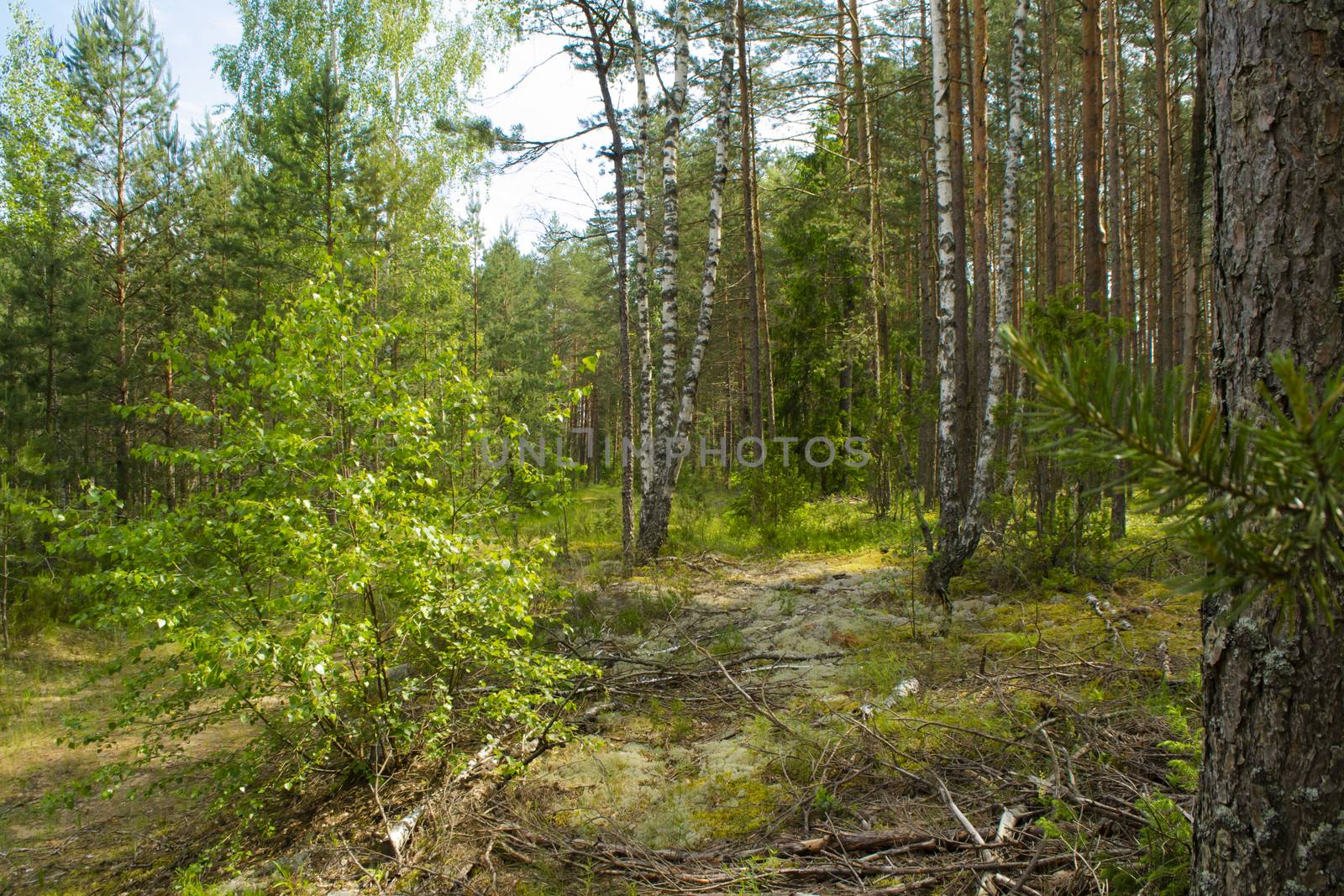 Beautiful summer forest with different trees, mixt forest in Belarus, time for mushrooms