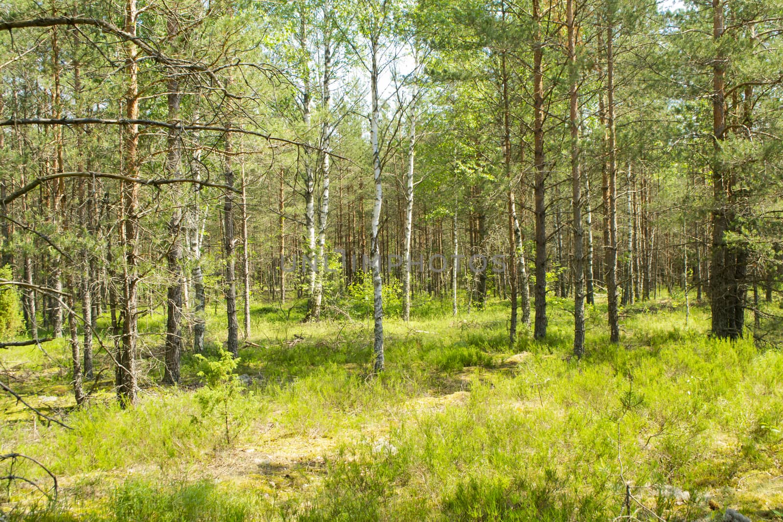 Berry bushes in green pine forest and field of berries in a sunny day. Belarus