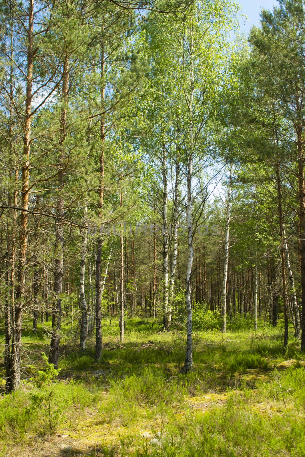 The primeval forest with mossed ground, Belarus, vertical image