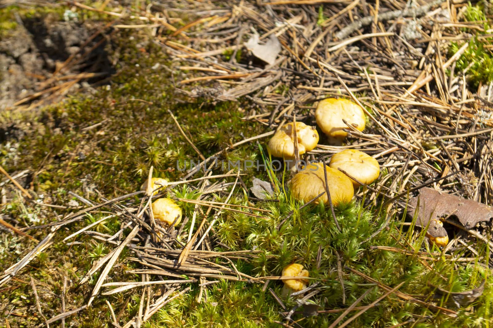 Yuang wild golden chanterelle mushrooms in the deep forest in Belarus