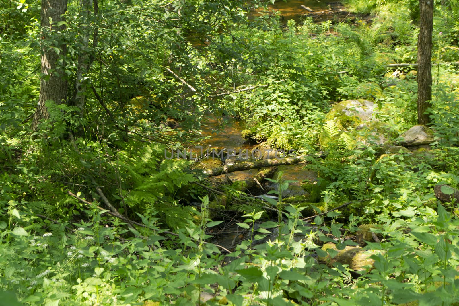 Beautiful view of stream in deep forest of Belarus