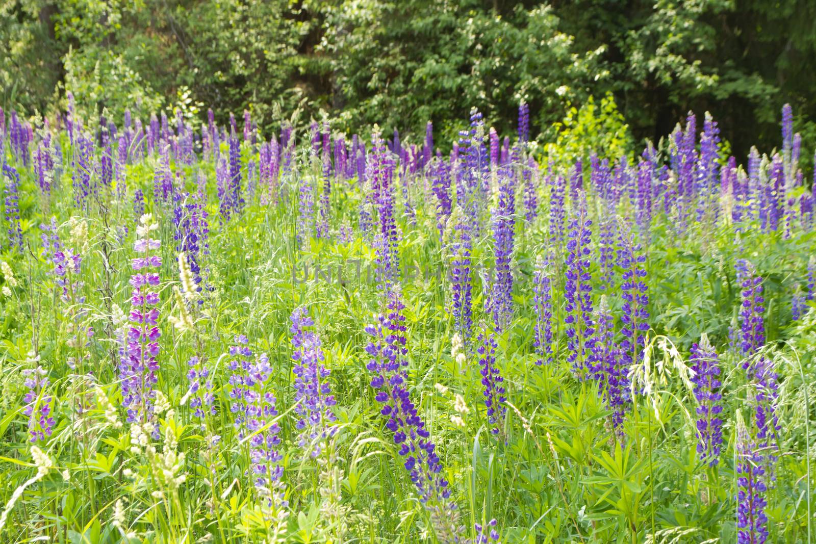 Forest clearing overgrown with blue lupines or Lupinus. Wild nature of Belarus