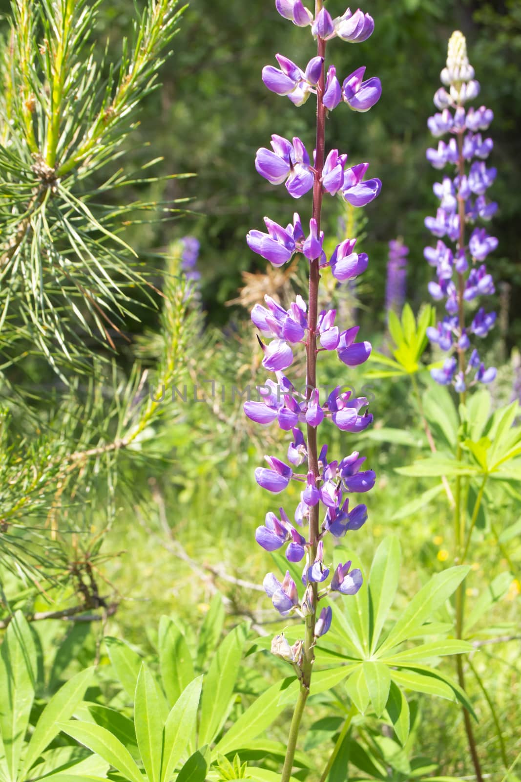 Blooming lupine flowers - Lupinus polyphyllus - wild forest of Belarus. Vertical image