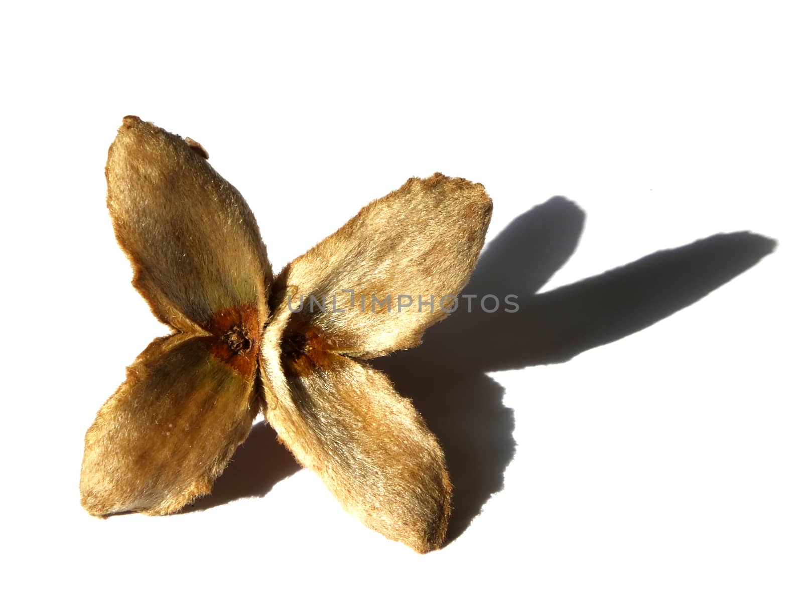 an open beech nut husk on a white background with shadow