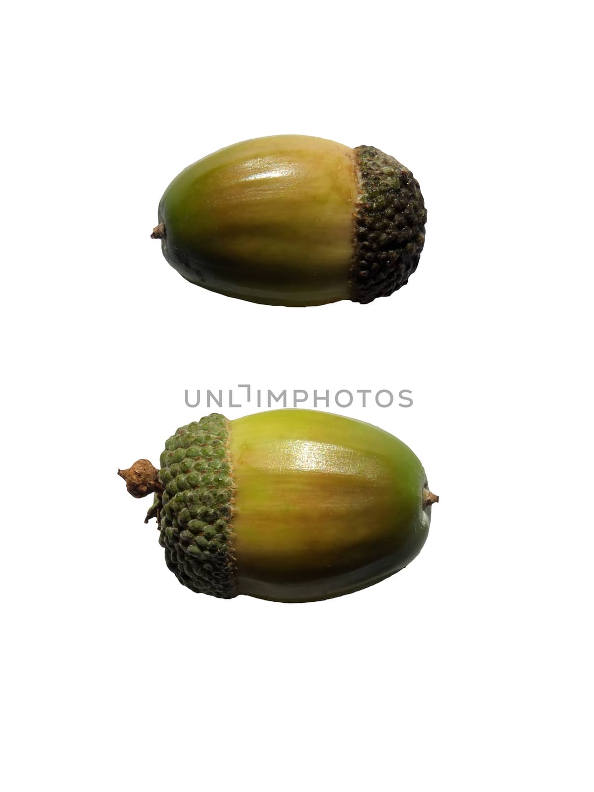 two green and brown autumn acorns on a white background by philopenshaw