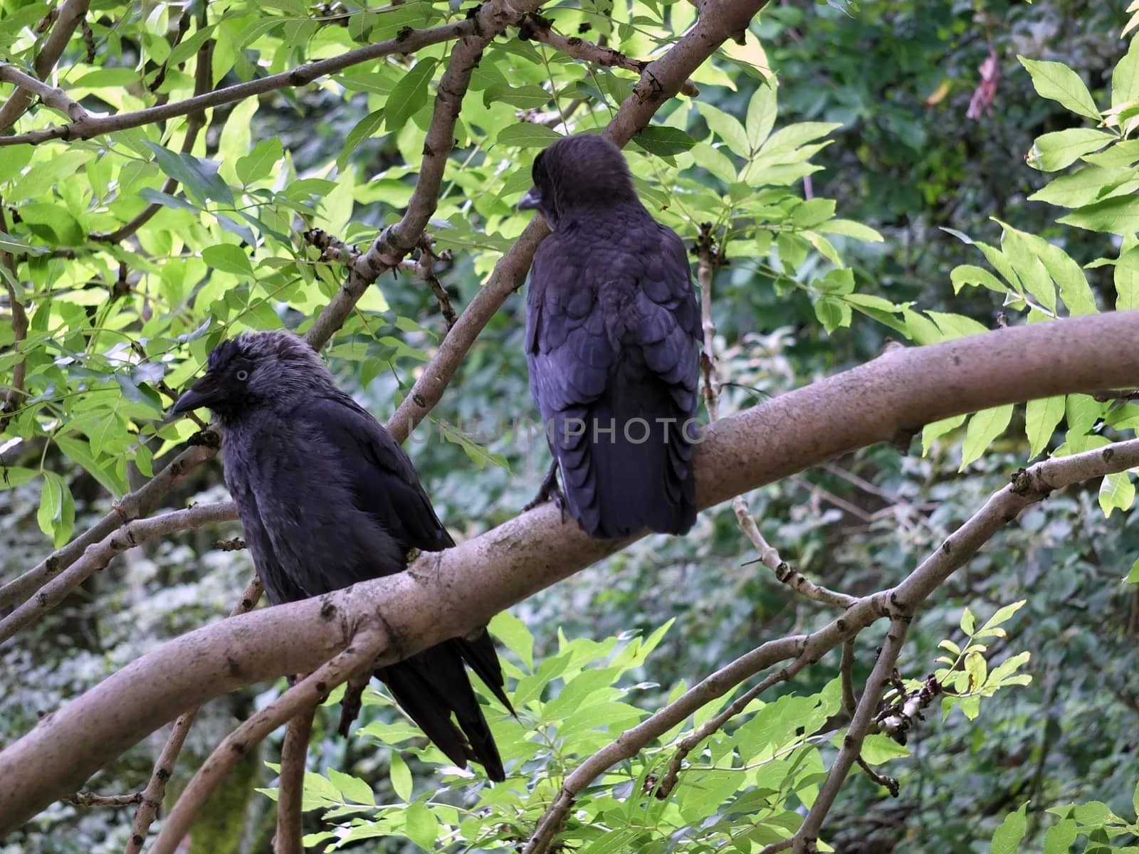 a pair of jackdaws perched in a spring forest tree
