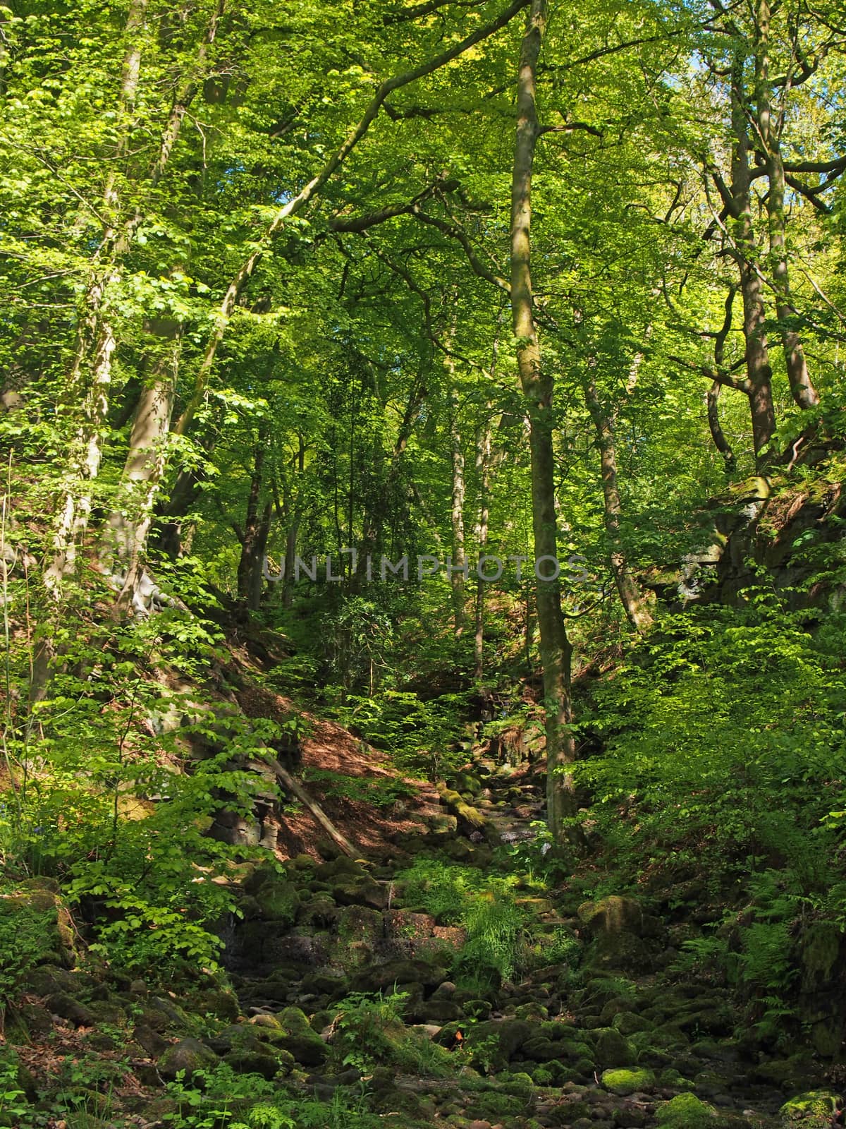 vibrant green spring woodland in a steep hillside valley with tall beech trees in nutclough woods near hebden bridge