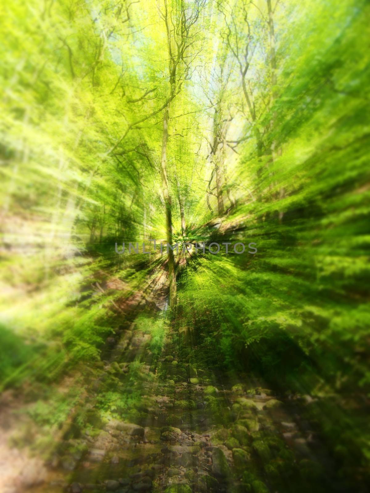 vibrant spring green abstract zoom blur of woodland trees and leaves