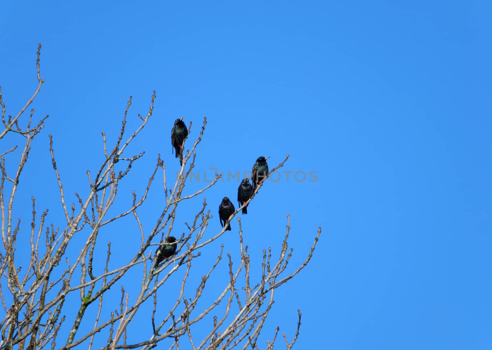 a group of common starlings perched on the branches of a winter tree against a blue sunlit sky