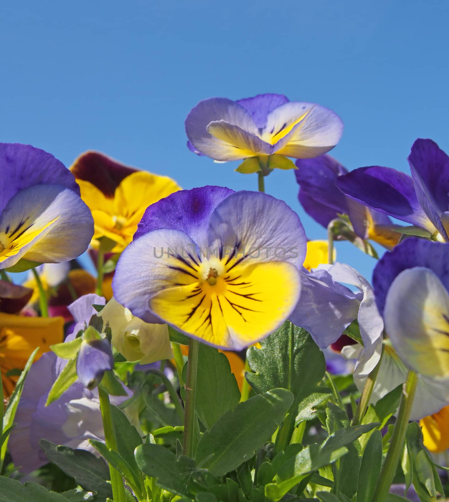 a close up of blue and yellow tricolor pansies in bright sunlight against a vibrant blue sky by philopenshaw