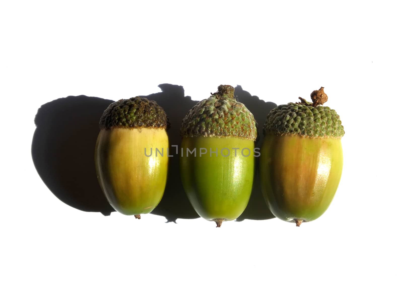 three green and brown autumn acorns on a white background with shadows