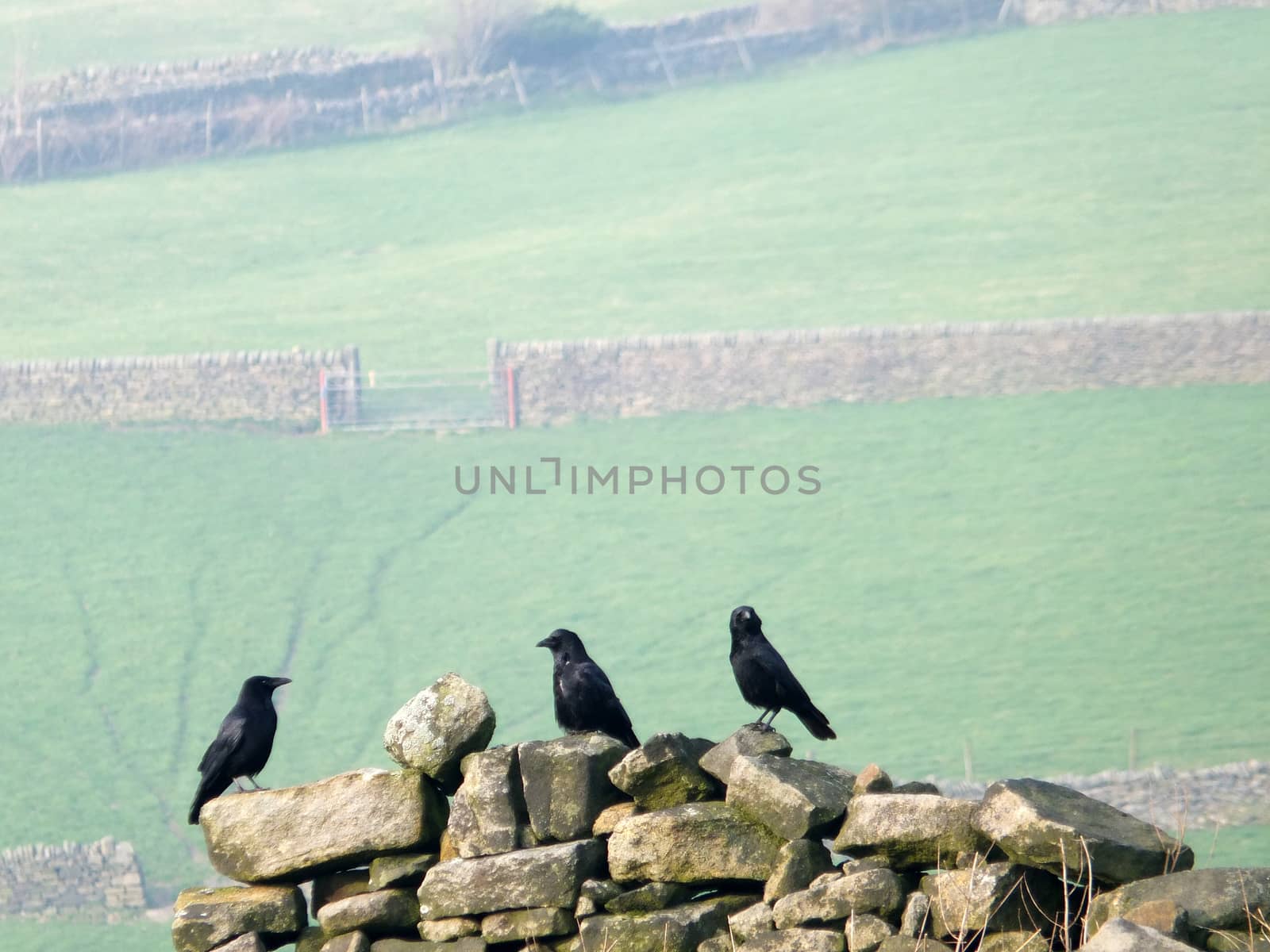 three crows perched on an old stone wall in a field with green hillside meadows and gates in the distance