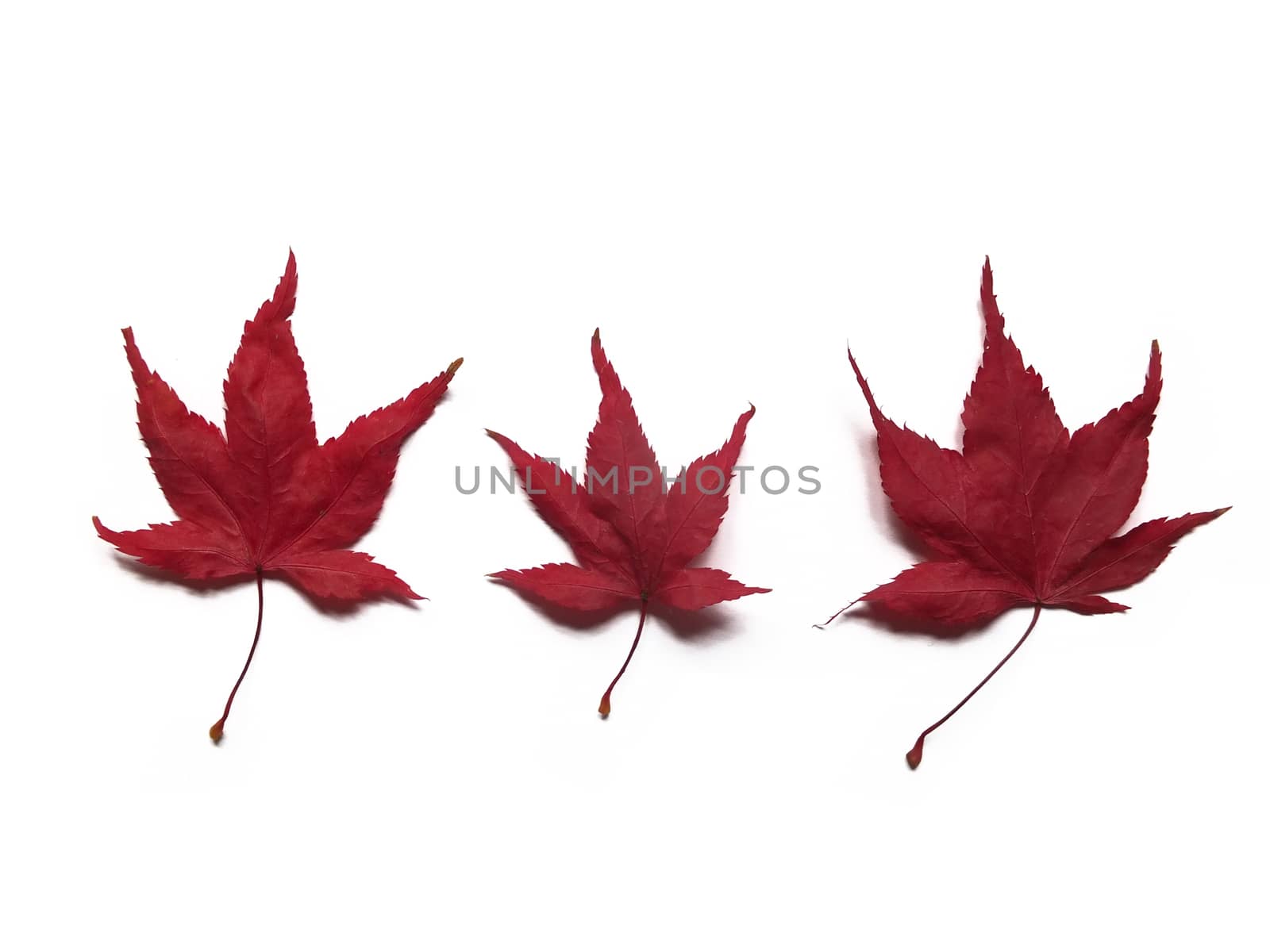 a close up of 3 red autumn japanese maple leaves with shadows on a white background