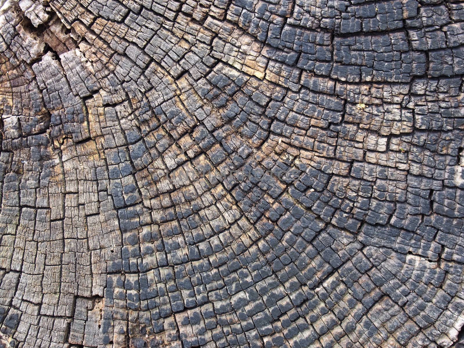 old cracked timber surface with tree rings and lines in a geometric concentric pattern