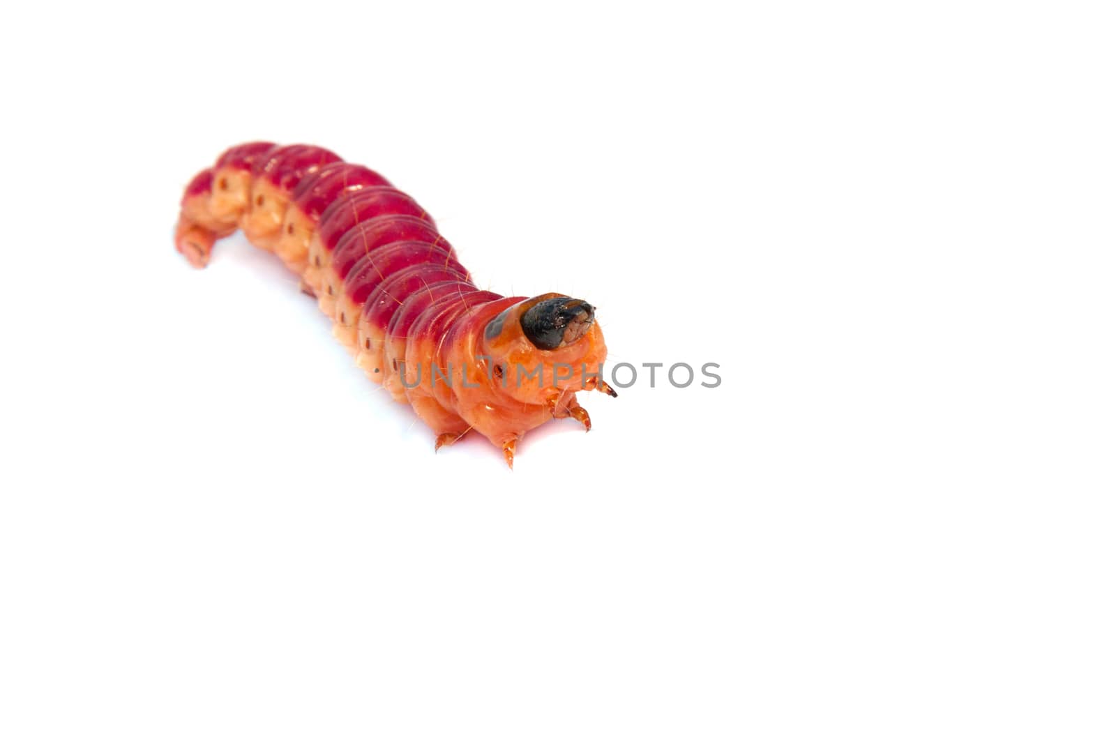 Bright colourful caterpillar in movement on a white background