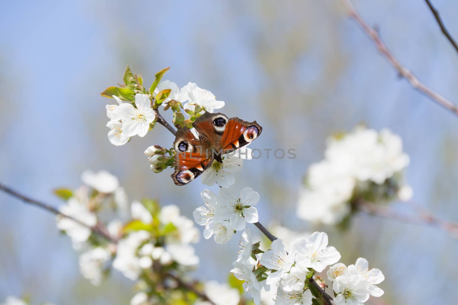 The spring, apple-tree costs in colours and the butterfly sits on a flower