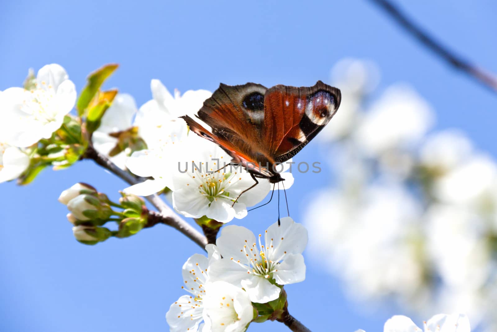 A multicolored butterfly sits on a white Apple blossom by client111