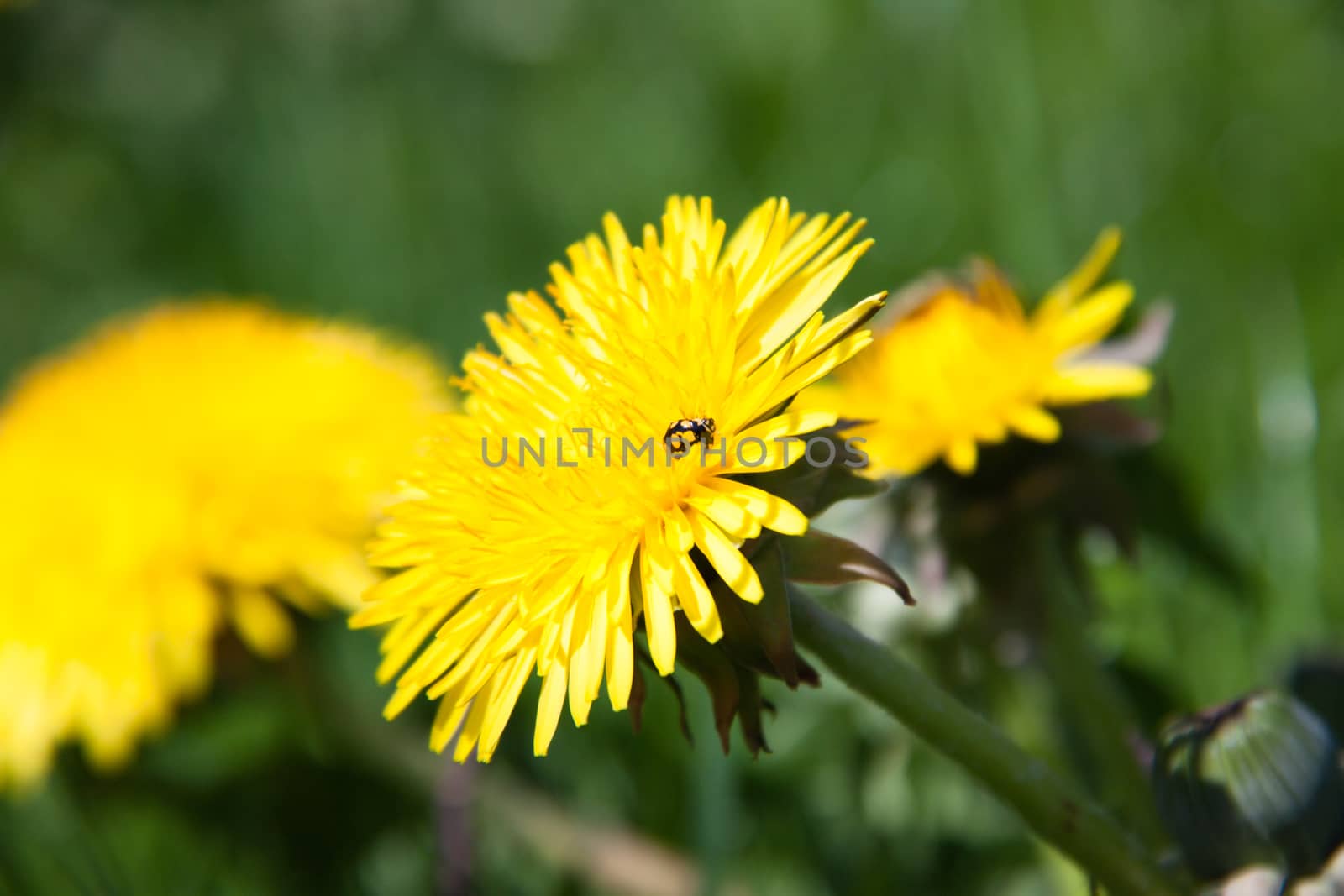 young dandelions grow in the meadow by client111