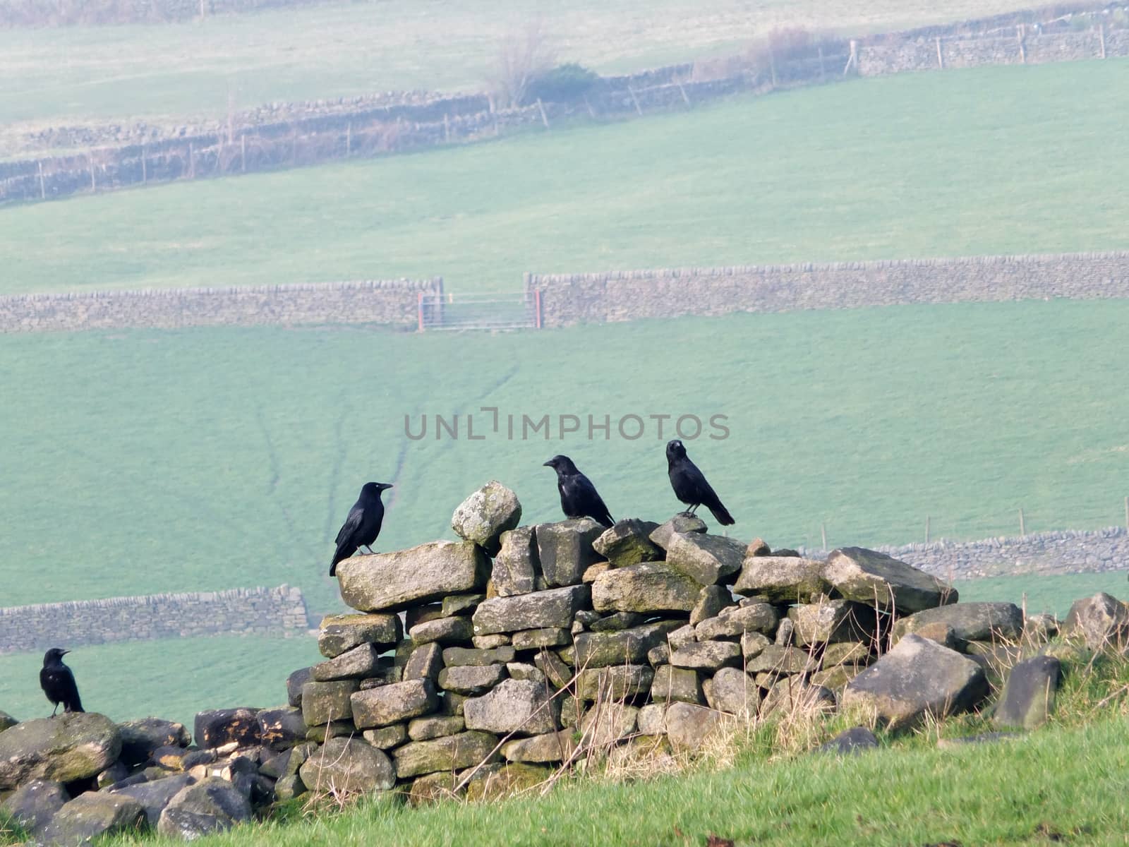 four crows perched on an old stone wall in a field with green hillside meadows and gates in the distance