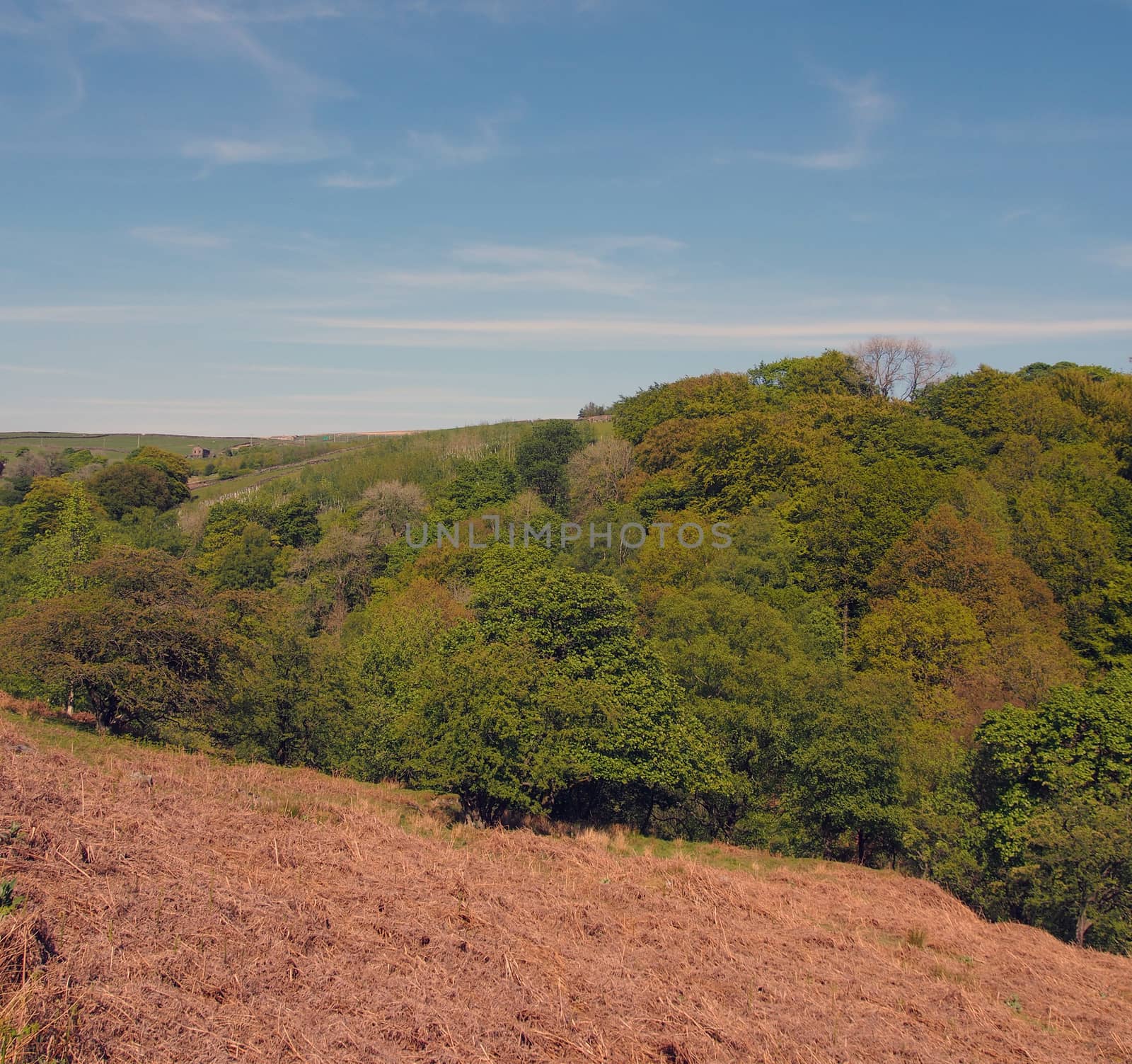 a view of green spring forest canopy in hardcastle crags west yorkshire from above with sunlit blue sky