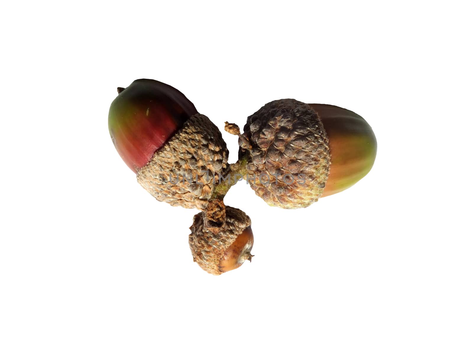 a group of three acorns with green and red colours on a white background