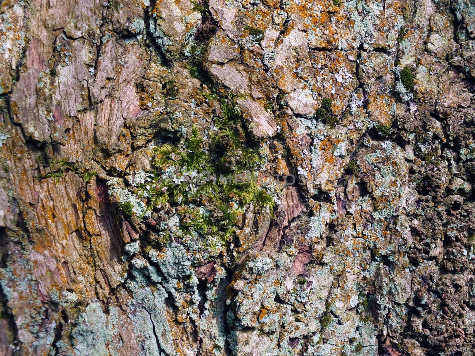 old brown beech tree bark with rough texture and green moss and lichen