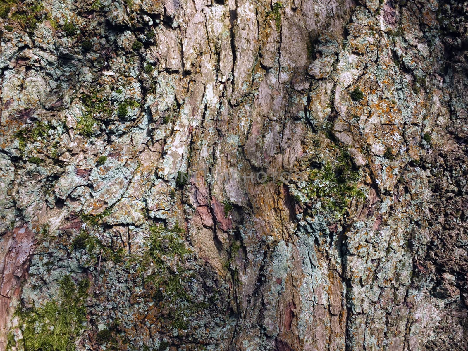 old brown beech tree bark with rough texture and green moss and lichen