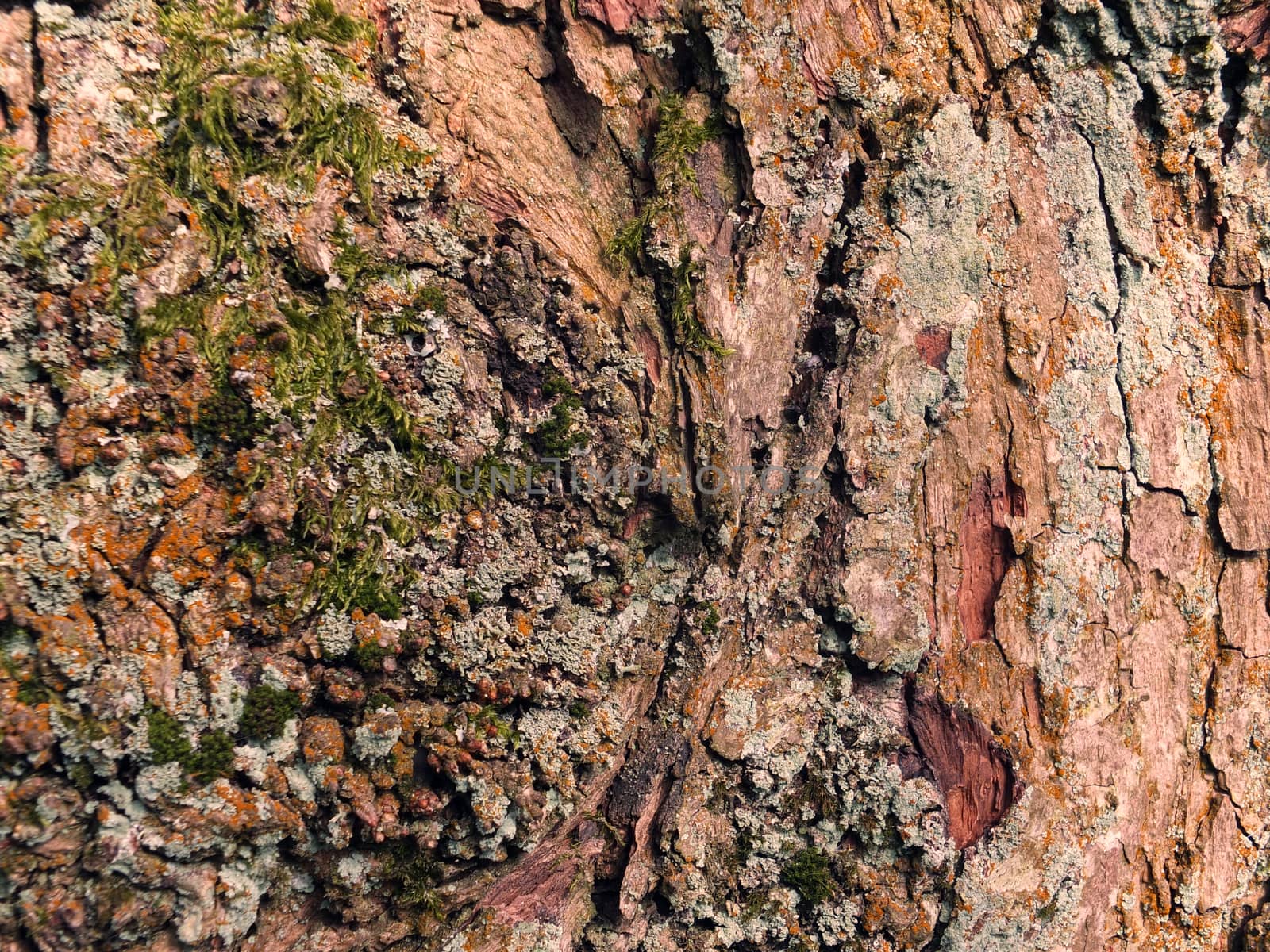 old brown beech tree bark with rough texture and green moss and lichen