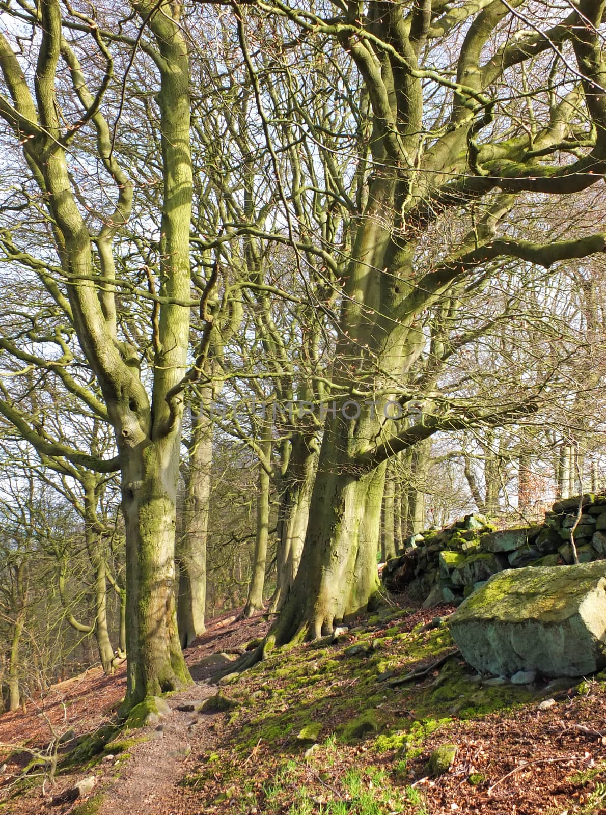 a rocky hillside path on hillside woodland with early spring trees in crow nest woods in west yorkshire by philopenshaw