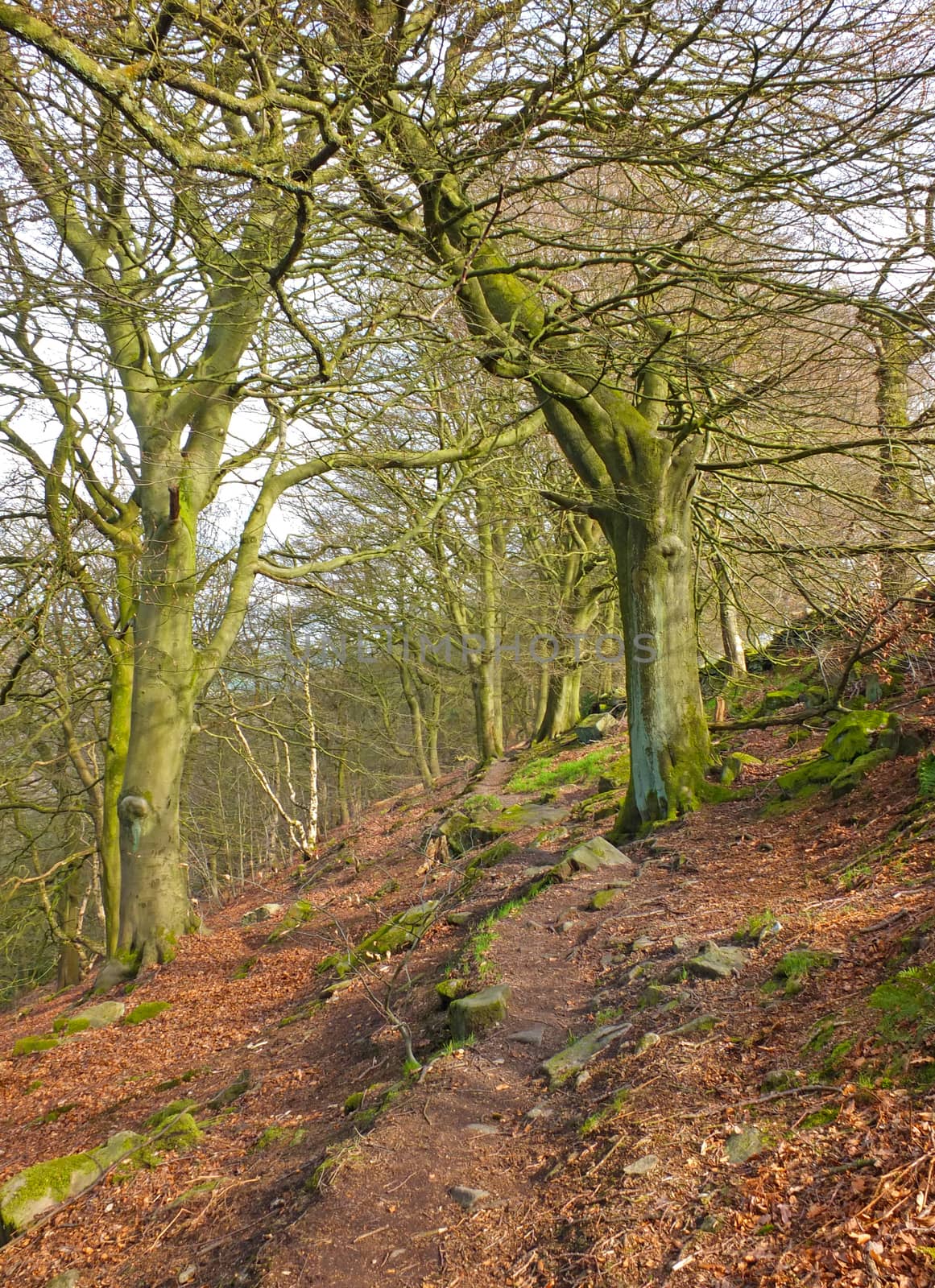 a rocky hillside path on hillside woodland with early spring trees in crow nest woods in west yorkshire
