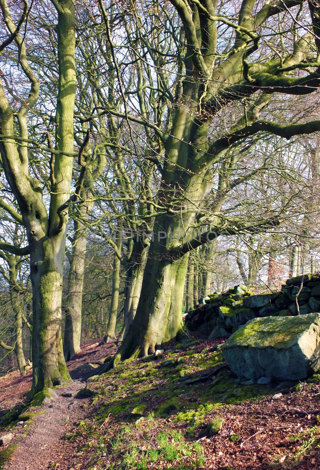 a rocky hillside path on hillside woodland with early spring trees in crow nest woods in west yorkshire by philopenshaw