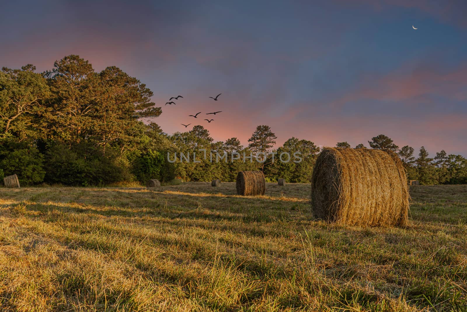 Rolls of Hay in a Freshly Harvested Field in Late Afternoon Warm LIght