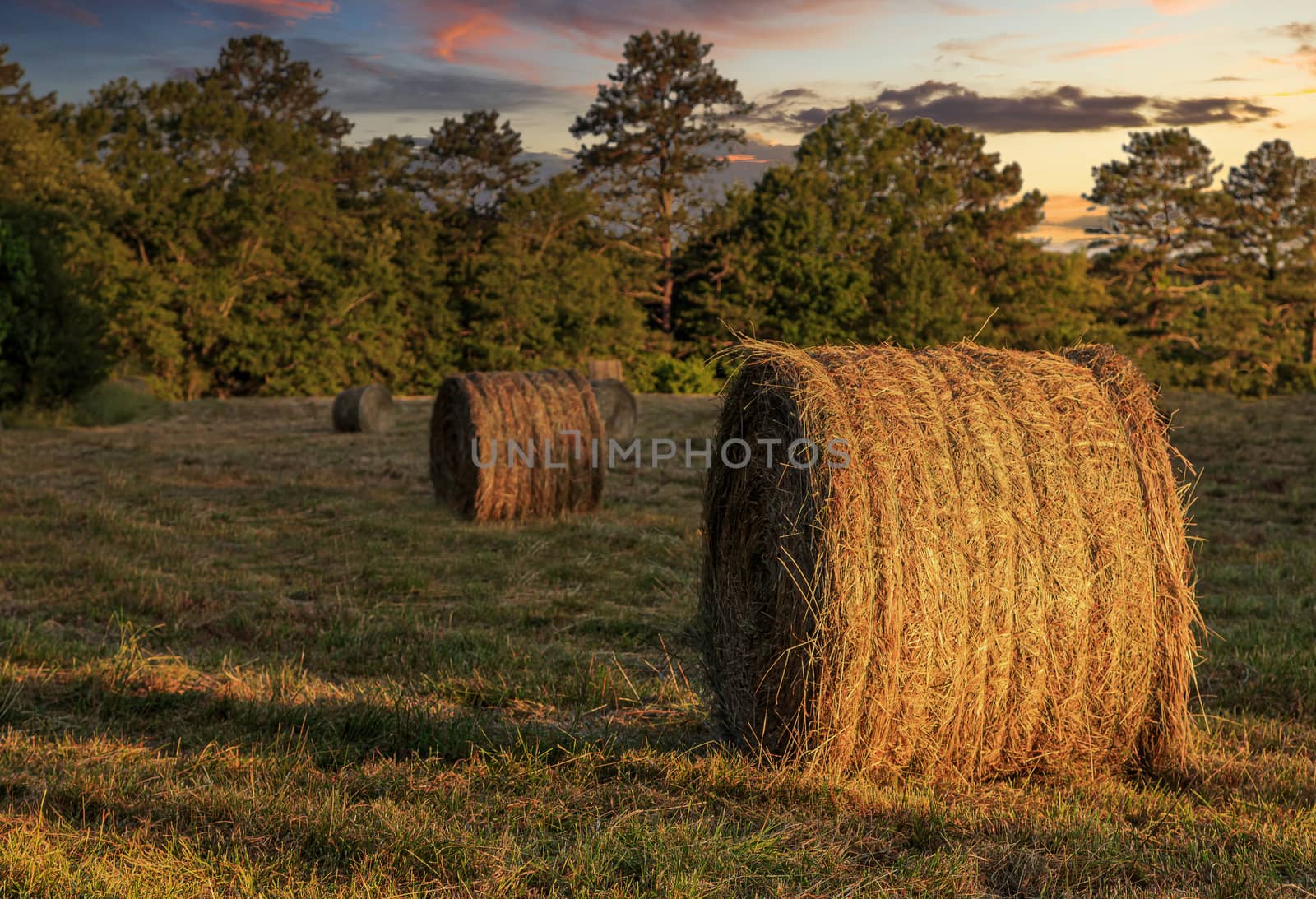 Rolls of Hay in a Freshly Harvested Field in Late Afternoon Warm LIght