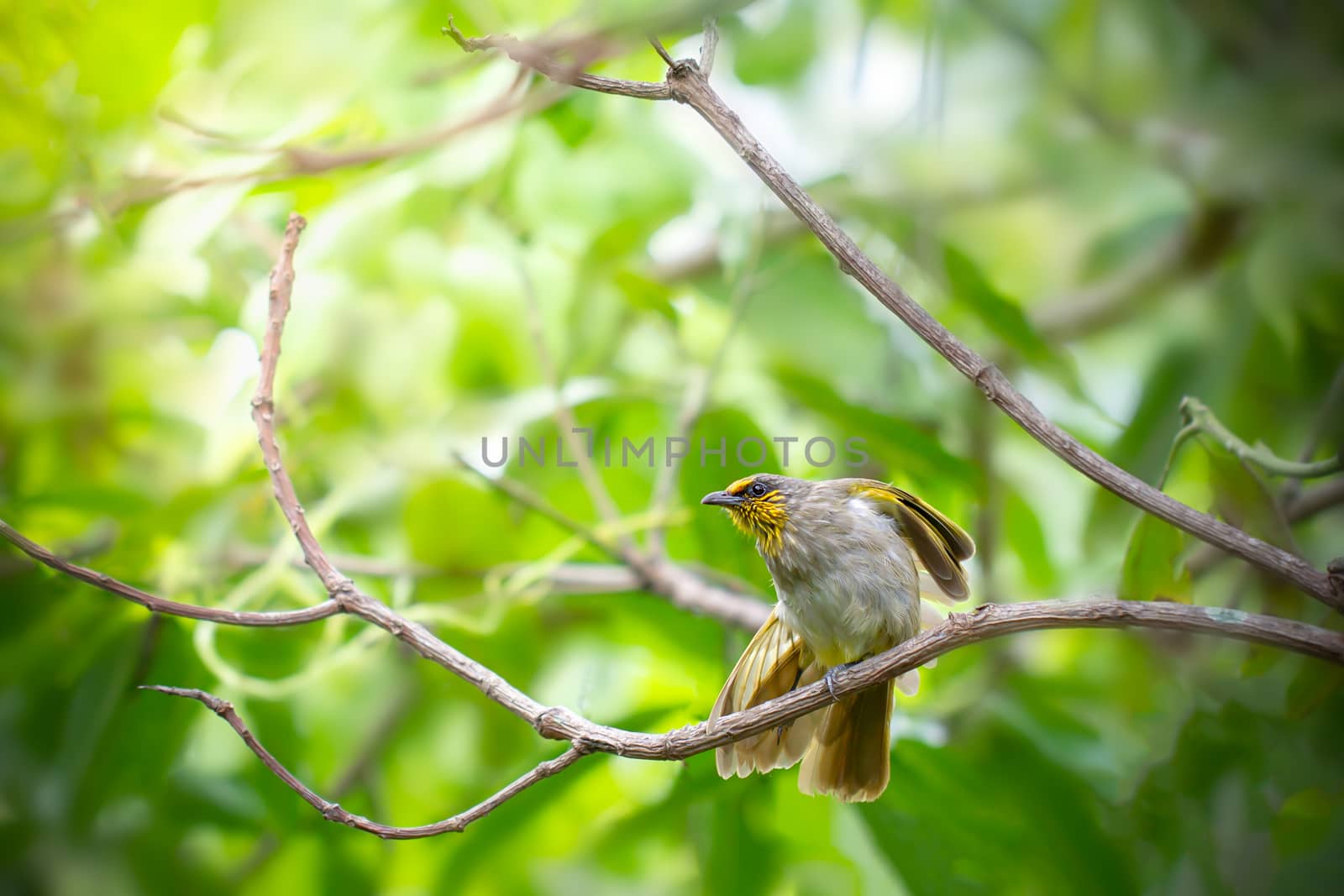 One yellow and green bird was stretching its legs on the dry branches in the forest. It is perching on a tree to look for food. Copy space on the left. Concept of the animal life cycle in nature.