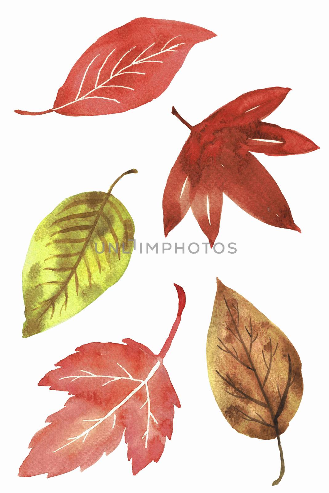 colourful autumn leaves on a white background. Watercolor collection. Clipping path