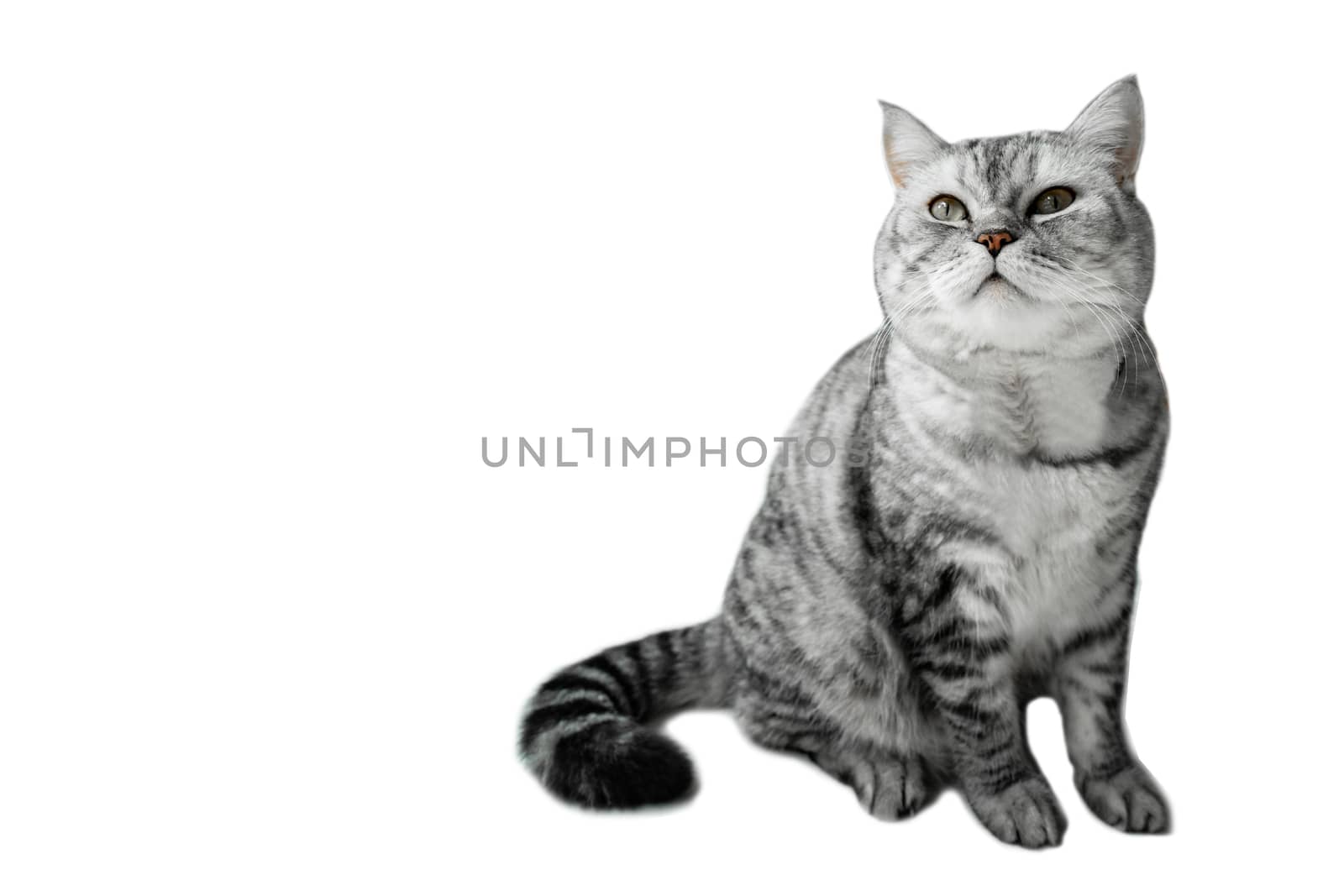 Cute cat with copy space on isolated white