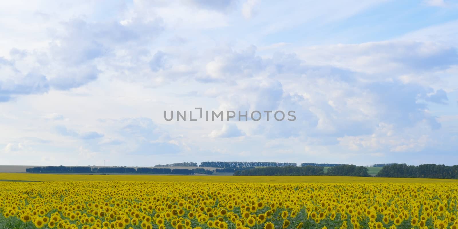 sunflowers field under blue sky with clouds