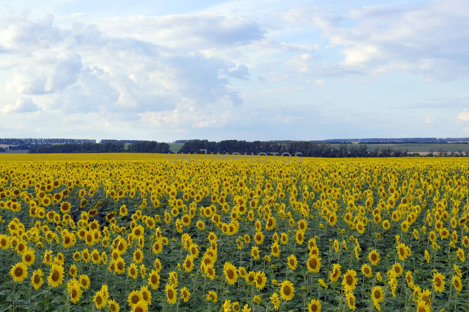 sunflowers field under blue sky with clouds