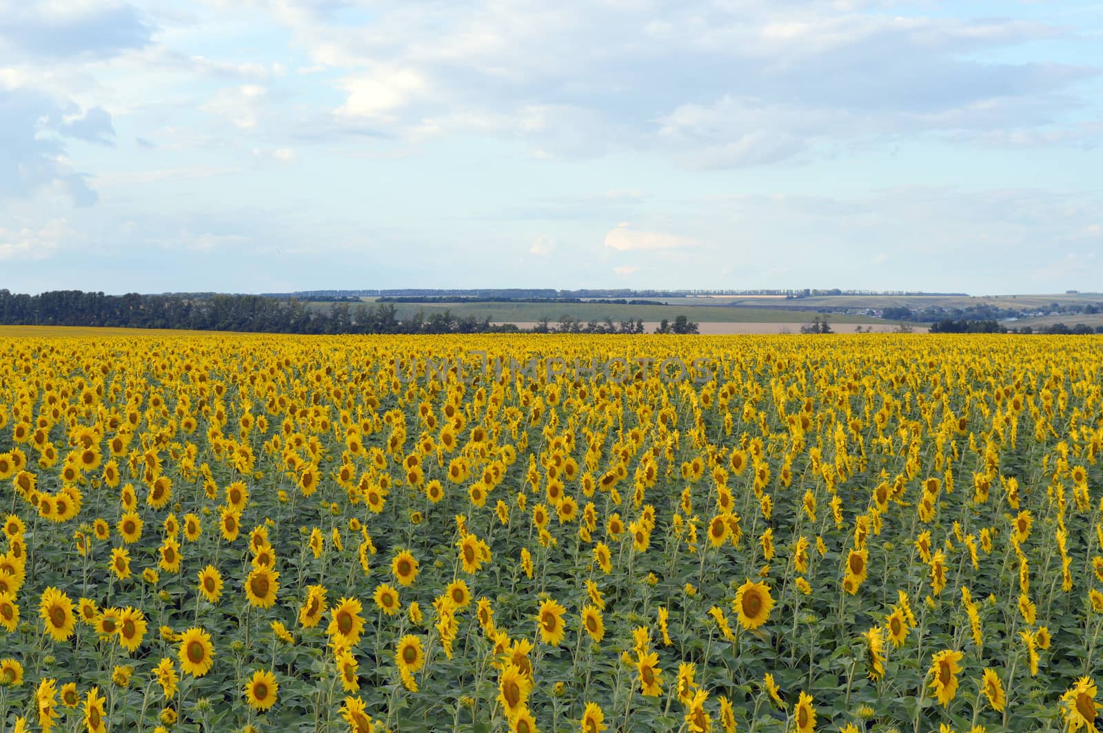 sunflowers field by sergpet