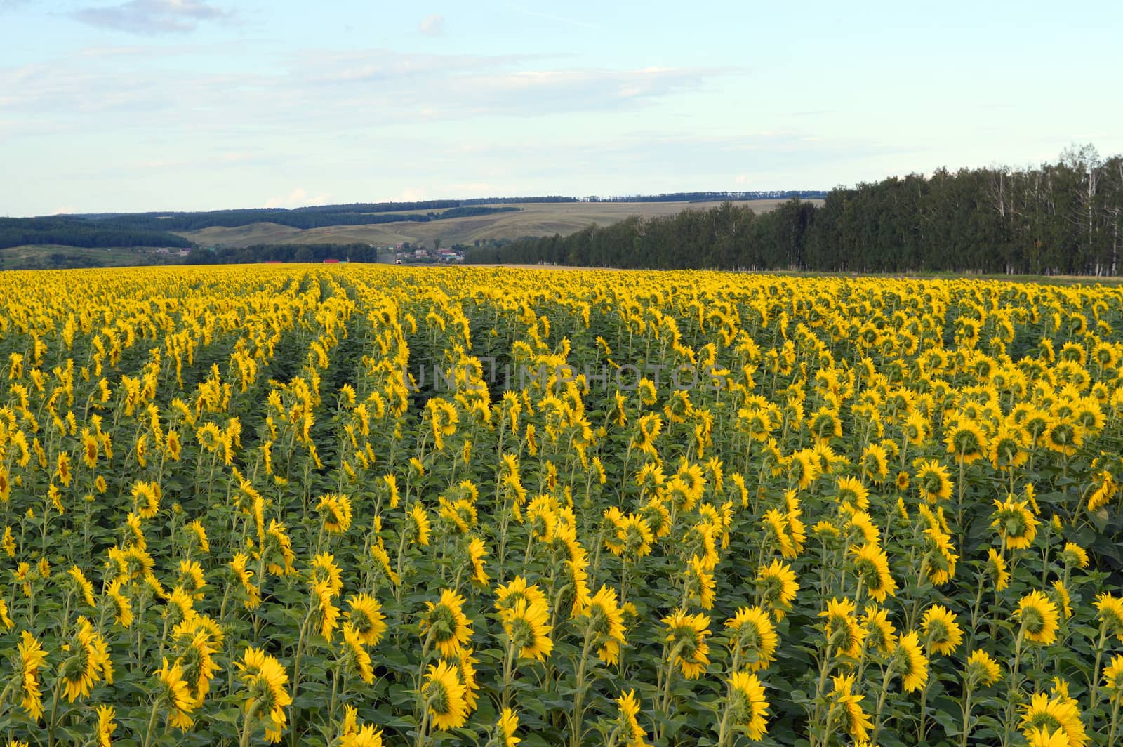 sunflowers field under blue sky with clouds