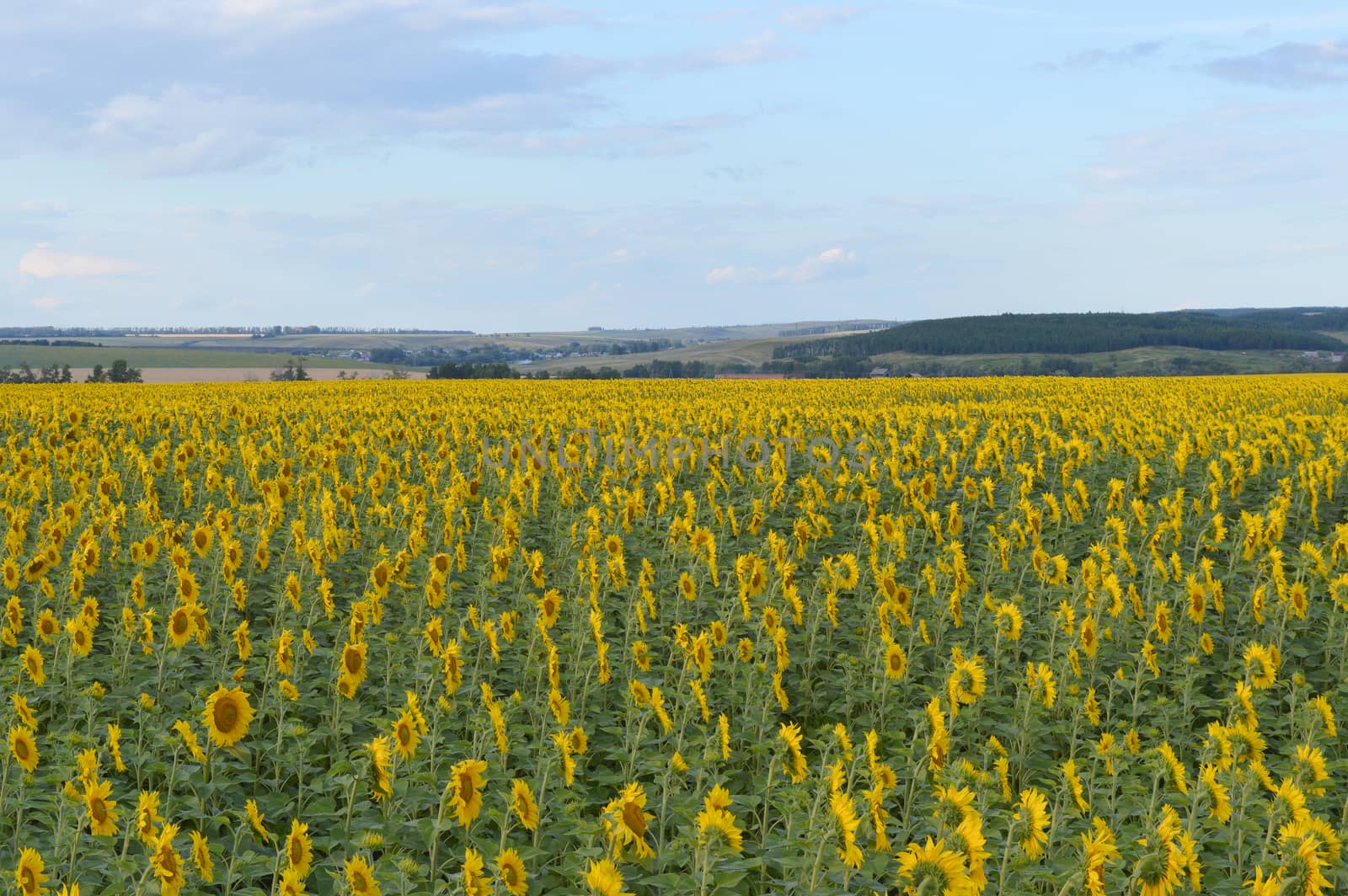 sunflowers field under blue sky with clouds