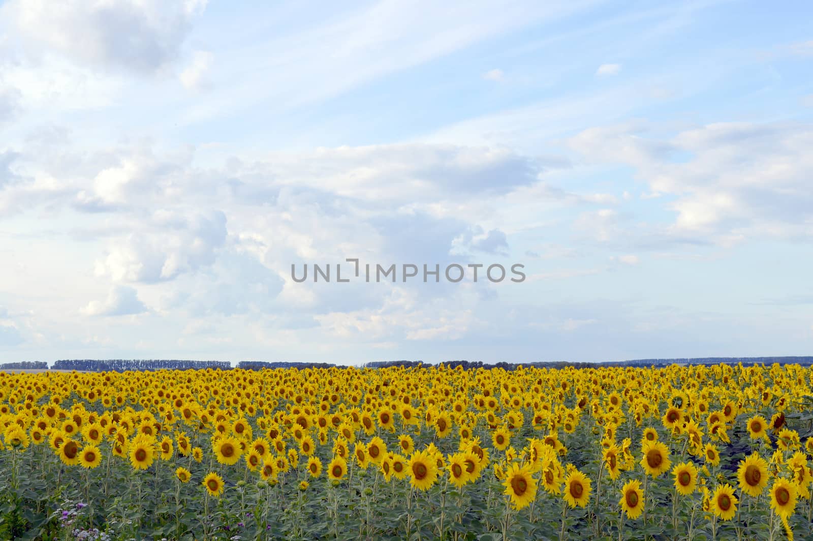 sunflowers field under blue sky with clouds